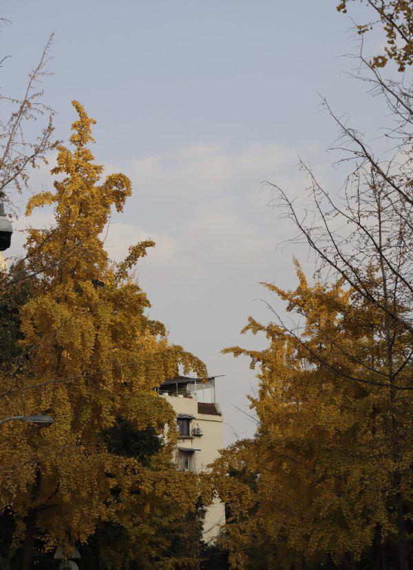 趁着最佳观赏期，一起去拍银杏吧！