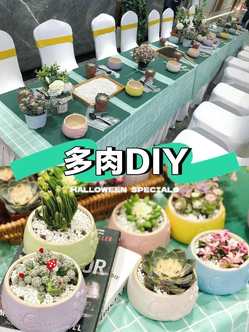 萌趣多肉diy生机创造营